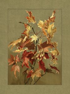Herfstbladeren, esdoorn
