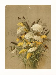 Hemlock, ooggras en guldenroede