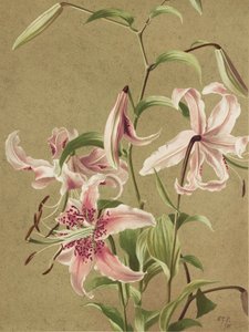 Japanse lelie Door Ellen Thayer Fisher
