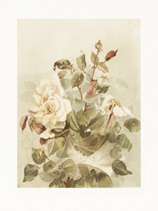 Roze rozen gezien door de ochtenddauw