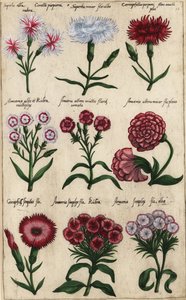 Verschillende soorten anjer, Dianthus caryophyllus door Emanuel Sweert