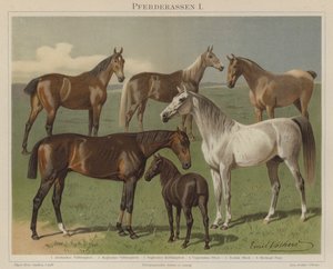 Paardenrassen door Emil Volkers