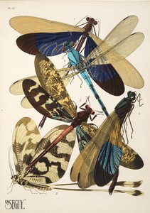 Plaat 10 uit Insectes, uitgegeven in de jaren 1930 door Émile Allain Séguy