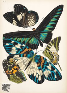 Plaat 10 uit Papillons, uitgegeven in 1925 door Émile Allain Séguy