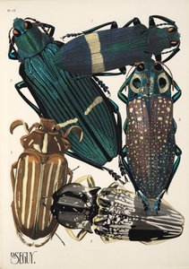Plaat 13 uit Insectes, uitgegeven in de jaren 1930