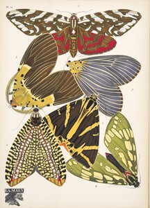 Plaat 14, uit Papillons, uitgegeven 1925 door Émile Allain Séguy