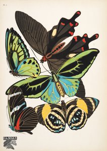 Plaat 1 uit Papillons, uitgegeven in 1925 door Émile Allain Séguy