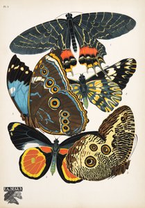 Plaat 2 uit Papillons, uitgegeven in 1925 door Émile Allain Séguy