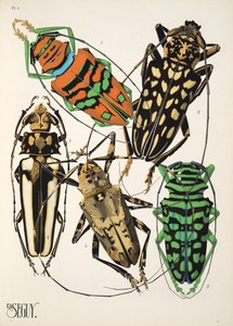 Plaat 4 uit Insectes, uitgegeven in de jaren 1930 door Émile Allain Séguy