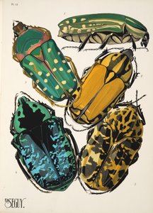 Plaat 12 uit Insectes, uitgegeven in de jaren 1930