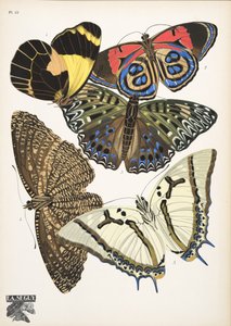 Plaat 12, uit Papillons, uitgegeven in 1925 door Émile Allain Séguy