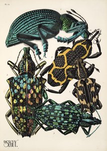 Plaat 14 uit Insectes, pub. 1930