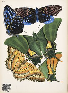 Plaat 6, uit Papillons, uitgegeven in 1925