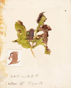 Verkreukeld Blad Rups door Emma Beach Thayer
