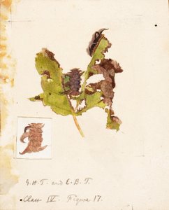 Gekreukelde bladrupsen, studie voor boek Concealing Coloration in the Animal Kingdom door Emma Beach Thayer