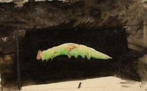 Grote gevlekte strandblad rups door Emma Beach Thayer