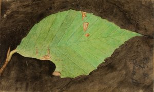 Kleine gevlekte strandrandrups, studie voor boek Concealing Coloration in the Animal Kingdom