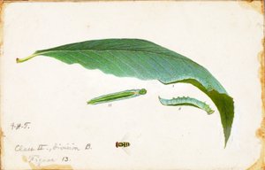 Onbevlekte strandblad rups..., late 19e-begin 20e eeuw