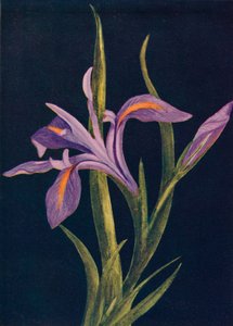 Grondiris, ca. 1915