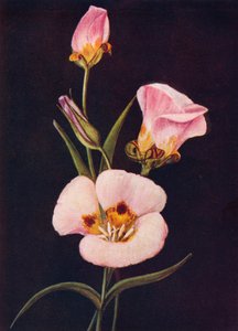 Mariposa Tulp, c1915