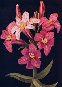 Ruby Lily, circa 1915