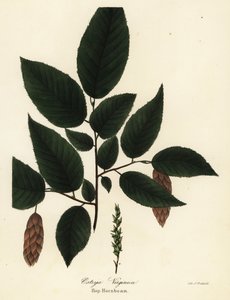 Amerikaanse hopbeuk, Ostrya virginiana door Endicott Endicott