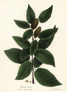 Zwarte berk of kersenberk, Betula lenta door Endicott Endicott