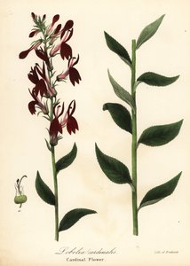 Kardinaalsbloem, Lobelia cardinalis