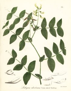 Crème erwten of crèmekleurige wikke, Lathyrus ochroleucus