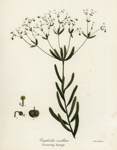 Bloeiende wolfsmelk, Euphorbia corollata door Endicott Endicott