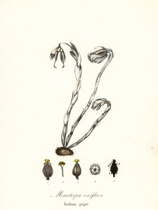 Spookplant, spookpijp, Indiase pijp of lijkplant, Monotropa uniflora
