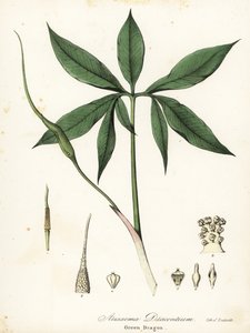 Groene draak of drakenwortel, Arisaema dracontium