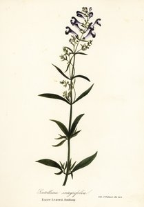 Helm bloem