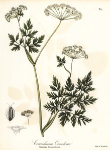 Gevlekte scheerling