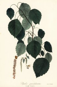 Grote esp, Populus grandidentata door Endicott Endicott