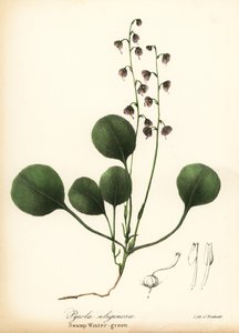 Leverblad wintergroen, moeraswintergroen of roze wintergroen, Pyrola asarifolia