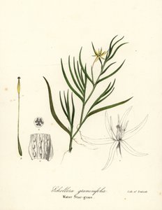 Modderplant of waterhyacint, Heteranthera dubia (Waterstergras, Schollera graminifolia) door Endicott Endicott