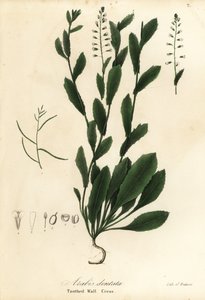 Murbeckiella pinnatifida door Endicott Endicott