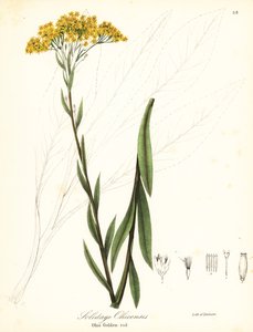 Ohio guldenroede, Solidago ohioensis door Endicott Endicott