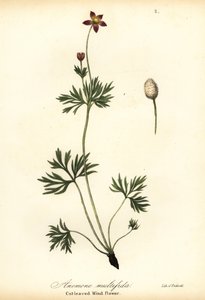 Pacifische anemoon of gesneden windbloem, Anemone multifida