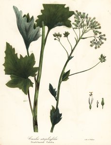 Bleke Indiase weegbree, Arnoglossum atriplicifolium door Endicott Endicott