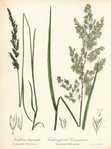 Prairie wedgescale en Canadese rietgras