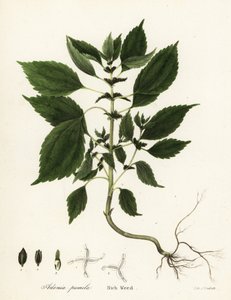 Rijk onkruid, Adenia pumila (Collinsonia canadensis?)