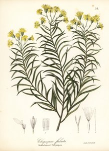 Sikkelblad zijdegras of sikkelbladige gouden aster, Pityopsis falcata door Endicott Endicott