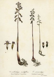 Gevlekte koraalwortel, Corallorhiza maculata, en herfst koraalwortel, Corallorhiza odontorhiza (Veelbloemige koraalwortel, Corallorhiza multiflora, en getande koraalwortel)