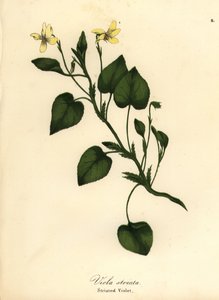 Gestreepte crème viooltje, crèmekleurige viooltje of gestreepte viooltje, Viola striata