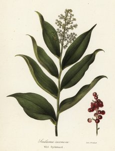 Treacleberry, Maianthemum racemosum door Endicott Endicott
