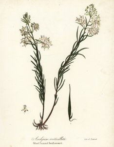 Gekrulde zijdeplant, oostelijke gekrulde zijdeplant, paardenstaart zijdeplant of kransbladige zwaluwwortel, Asclepias verticillata