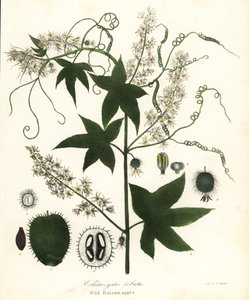Wilde komkommer, stekelige komkommer, bur komkommer of wilde balsemappel, Echinocystis lobata door Endicott Endicott