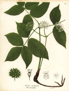 Wilde sarsaparilla, Aralia nudicaulis